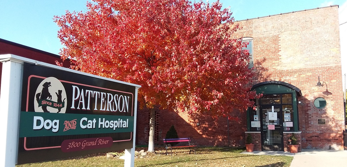 Patterson Dog & Cat Hospital - Veterinarian in Detroit, MI